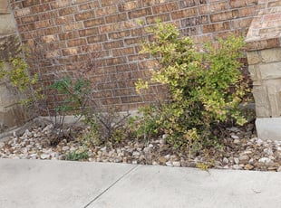 Anthony G.'s Bush Trimming service result