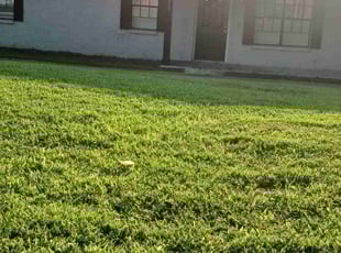 Yvonne P.'s Lawn Mowing Service service result