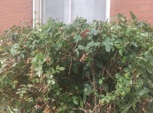 Bush Trimming by Prince Walton for Shonell P. in St. Louis, MO