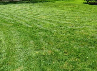 Mary Lou O.'s Lawn Maintenance service result