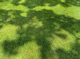Jimmy V.'s Grass Cutting service result