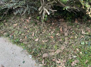 Weeding by Tommy Curtis for Joanna D. in Rockville, MD