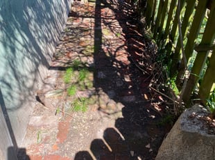 Leaf Removal by Queen Ayres for Bryn C. in Seattle, WA