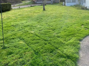 Susan K.'s Lawn Mowing service result