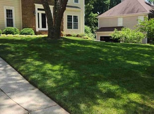 Ray S.'s Lawn Mowing service result