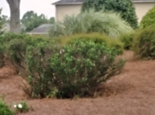 Bush Trimming by Jesse Blackshear for Patricia H. in Atlanta, GA
