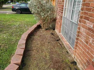 Weeding by Briana Rivera for Linda N. in Houston, TX