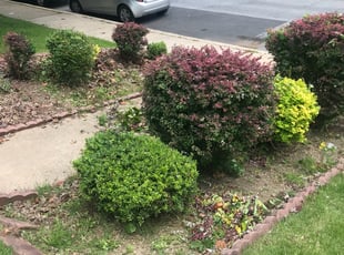 Bush Trimming by Gary Carter for James A. in Wilmington, DE