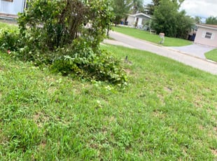 Bush Trimming by Alain Beckfordxx for Karenna H. in Tampa, FL