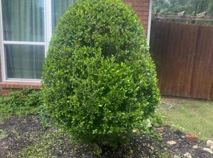 Bush Trimming by Jose Tovar for Rob B. in Fort Worth, TX