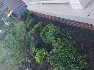 Bush Trimming by Bartolo Alvarez for LaShauna . in Upper Marlboro, MD