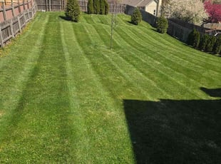 Elaine L.'s Lawn Mowing Service service result