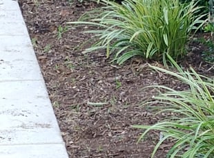 Landscaping by James Sheets for Matthew S. in Pikesville, MD
