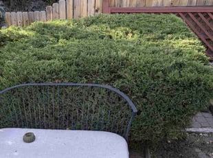Bush Trimming by Brandon Metzer for Karen M. in Colorado Springs, CO