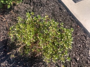 Bush Trimming by Bernard Frampton for Eric B. in Middle River, MD