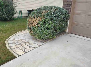 Bush Trimming by Josue Perez Rios for Samuel Y. in Georgetown, TX