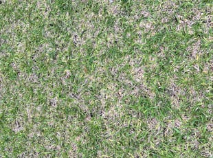 Cleanups by Blayke Elder for Bryce G. in Tomball, TX