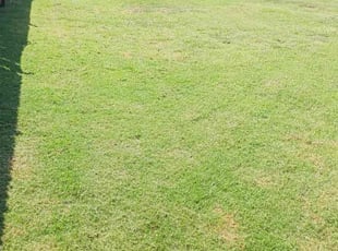 Richard G.'s Lawn Mowing service result