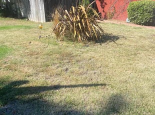 Barbara W.'s Bush Trimming service result