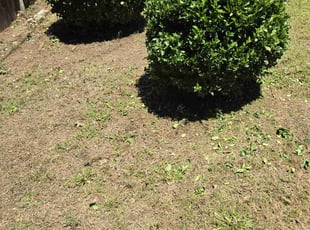Bush Trimming by Chad Suenram for Kimberly K. in Wichita, KS