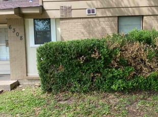 Bush Trimming by Jose Tovar for Roger R. in Fort Worth, TX