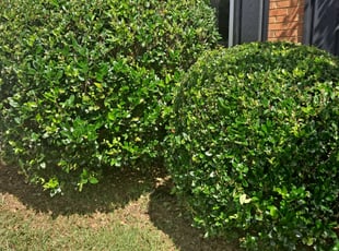 Bush Trimming by Jason Times for Gerald W. in Fayetteville, GA