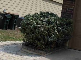 Bush Trimming by Annette Amador for Samuel Y. in Georgetown, TX