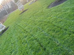 Vanesha P.'s Lawn Maintenance service result
