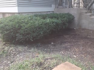 Bush Trimming by Terjuan Short for Michelle P. in Chicago, IL