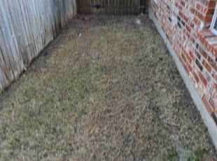 Leaf Removal by Jason George for Jonah M. in Haslet, TX
