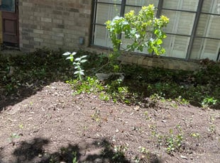 Leaf Removal by John Jacob for Karen P. in Arlington, TX