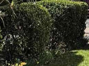 Bush Trimming by Abraham Iraheta for Ayush S. in New Hyde Park, NY