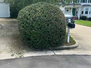 Bush Trimming by Green Juniper for Mike W. in Apex, NC