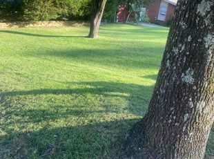 Buddy K.'s Lawn Care service result