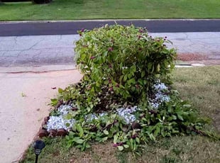 Bush Trimming by Willie P for Mattie M. in Decatur, GA