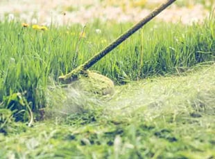 Brittany O.'s Lawn Mowing service result