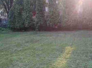 Leaf Removal by Ayo Borsey for Naiomi D. in Minneapolis, MN