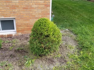 Bush Trimming by Bryan Billing for Matthew L. in Pittsburgh, PA