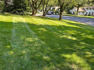 Michele M.'s Grass Cutting service result