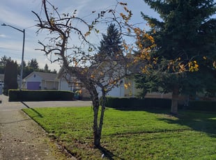 Bush Trimming by J P for Rachel Y. in Vancouver, WA