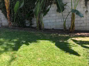 Leaf Removal by Santos Pereira for Devin C. in Los Angeles, CA