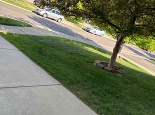 stephanie k.'s Lawn Care service result