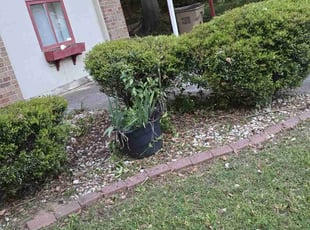 Bush Trimming by Jeremiah Favors for Karen F. in Jonesboro, GA