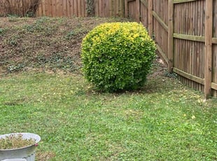 Bush Trimming by Jose Espinoza for Linda O. in Glen Burnie, MD