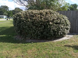 Bush Trimming by Jacob Smith for Osepha F. in Deltona, FL