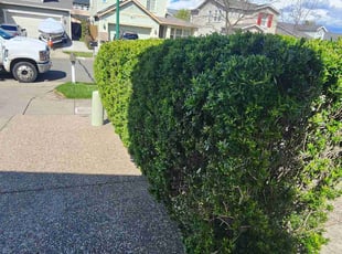 Bush Trimming by Adan Casian for Kristine D. in Santa Rosa, CA
