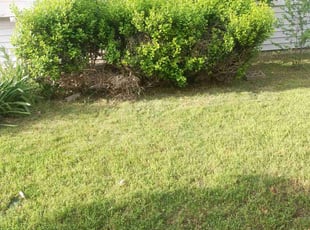 Bush Trimming by Bob Luster for Jeffery T. in Oklahoma City, OK