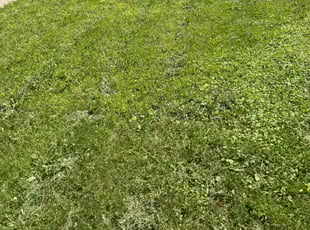 Cleanups by Santos Blanco for Kelsey K. in Saint Paul, MN