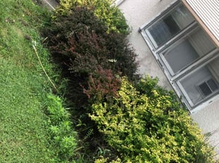 Bush Trimming by Ramses Redman for Stephen s. in Columbus, OH