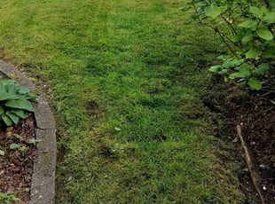 Elmer A.'s Lawn Maintenance service result
